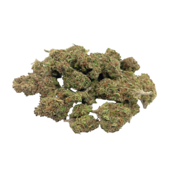 Small Buds Greenhouse Tropical Purple