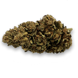 Super Lemon Haze Outdoor